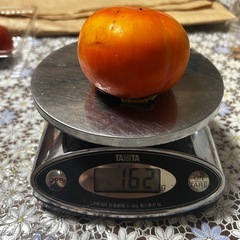 取引中富有柿 の画像