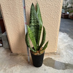 ⓶サンスベリア　黒鉢の画像