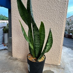 ⓶サンスベリア　黒鉢の画像