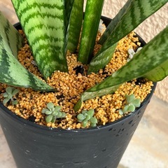 ⓶サンスベリア　黒鉢の画像