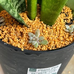 ⓶サンスベリア　黒鉢の画像