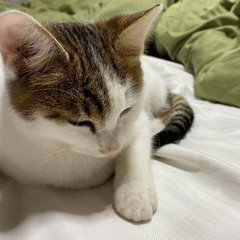 白が多めのキジ白の男の子です♡  大切にして下さる方を探し…