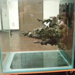 引き取り限定!オーバーフロー　60ｃｍ×45ｃｍ×60ｃｍ水槽　の画像