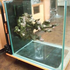 引き取り限定!オーバーフロー　60ｃｍ×45ｃｍ×60ｃｍ水槽　の画像