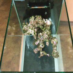 引き取り限定!オーバーフロー　60ｃｍ×45ｃｍ×60ｃｍ水槽　の画像