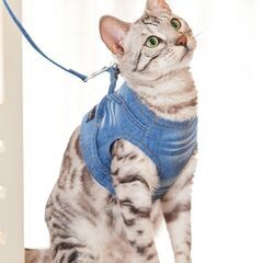 キャットハーネスの画像