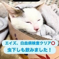 急募‼︎甘えん坊のオス子猫💖