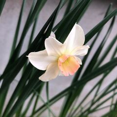 水仙の球根の画像