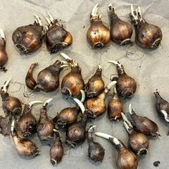 水仙の球根の画像