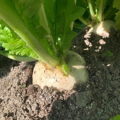 秋の野菜セット（6）の画像