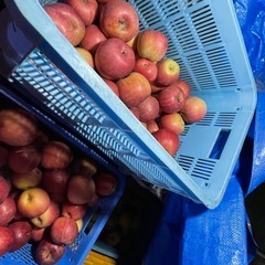 りんご 各種 発送対応 お問い合わせください。の画像