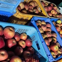 りんご 各種 発送対応 お問い合わせください。の画像