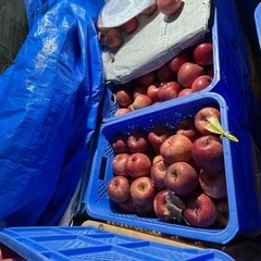 りんご 各種 発送対応 お問い合わせください。の画像