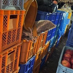 りんご 各種 発送対応 お問い合わせください。の画像