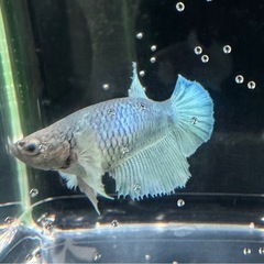 【AQUA COUTURE】自家繁殖ベタ　ダンボハーフムーンメス3匹セットの画像