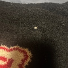 腹巻 2点セットの画像