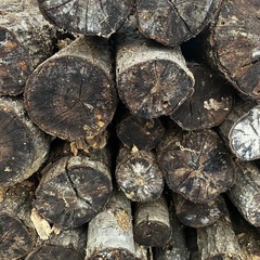 使用済み椎茸原木（廃ホダ）菌ちゃん農法に最適｜引き取り限定｜5本800円〜の画像