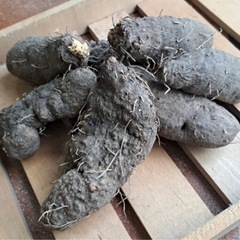 『山芋』つくね芋の画像