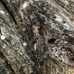 使用済み椎茸原木（廃ホダ）菌ちゃん農法に最適｜引き取り限定｜5本800円〜の画像