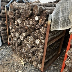 使用済み椎茸原木（廃ホダ）菌ちゃん農法に最適｜引き取り限定｜5本800円〜の画像