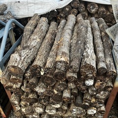 使用済み椎茸原木（廃ホダ）菌ちゃん農法に最適｜引き取り限定｜5本800円〜の画像