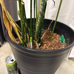 サンセベリア　の画像