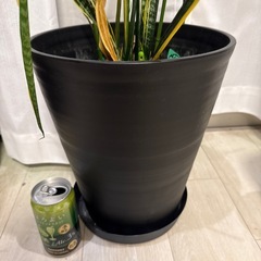 サンセベリア　の画像