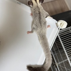 現在、販売可能生体 - 福津市