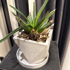 植木鉢　中身付きの画像