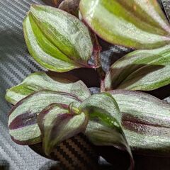 【観葉植物】トラディスカンティア・ゼブリナ ハイドロカルチャー スクエアガラスの画像