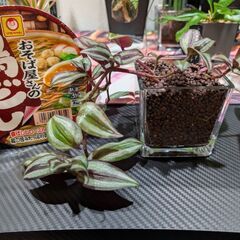 【観葉植物】トラディスカンティア・ゼブリナ ハイドロカルチャー スクエアガラスの画像