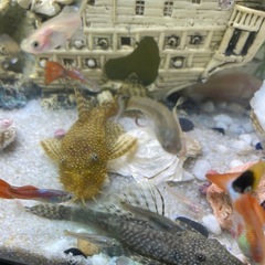 10匹300円 ミニブッシー プレコの画像