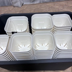 「受け取り予定者あり」ポット 多肉植物を育てていました。の画像