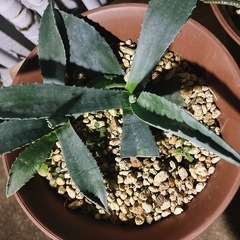 名前不明 アガベ  の画像