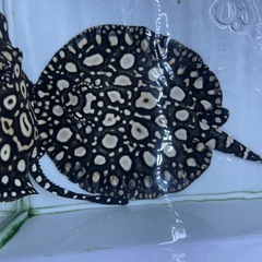 ダイヤモンドポルカ　　オスの画像