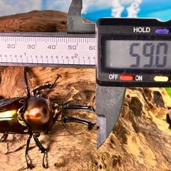 魅惑の琥珀色💋特大級の親ニジイロクワガタ　幼虫の画像