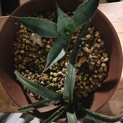 名前不明 アガベ  の画像