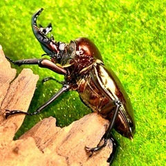 魅惑の琥珀色💋特大級の親ニジイロクワガタ　幼虫の画像