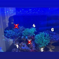 サンゴ　海水魚の画像