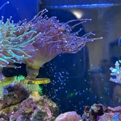 サンゴ　海水魚の画像