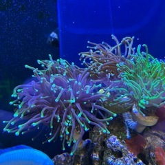 サンゴ　海水魚の画像