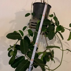 マダガスカル　ジャスミン　観葉植物　バンキングの画像