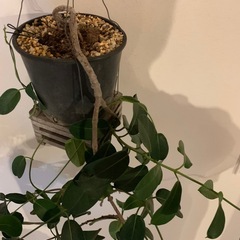 マダガスカル　ジャスミン　観葉植物　バンキングの画像