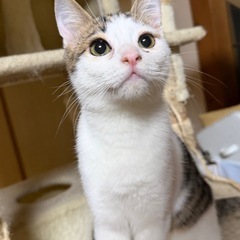 まん丸な目が可愛い甘えん坊きじ白猫