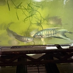 ‼️ブルーゼブラタイラントパラダイスフィッシュ‼️の画像