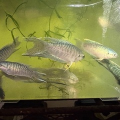 ‼️ブルーゼブラタイラントパラダイスフィッシュ‼️の画像