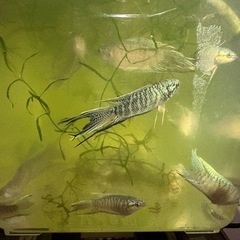 ‼️ブルーゼブラタイラントパラダイスフィッシュ‼️の画像