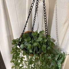 インテリアグリーンの画像