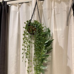 インテリアグリーンの画像