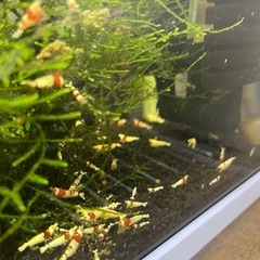 レッドビーシュリンプの画像